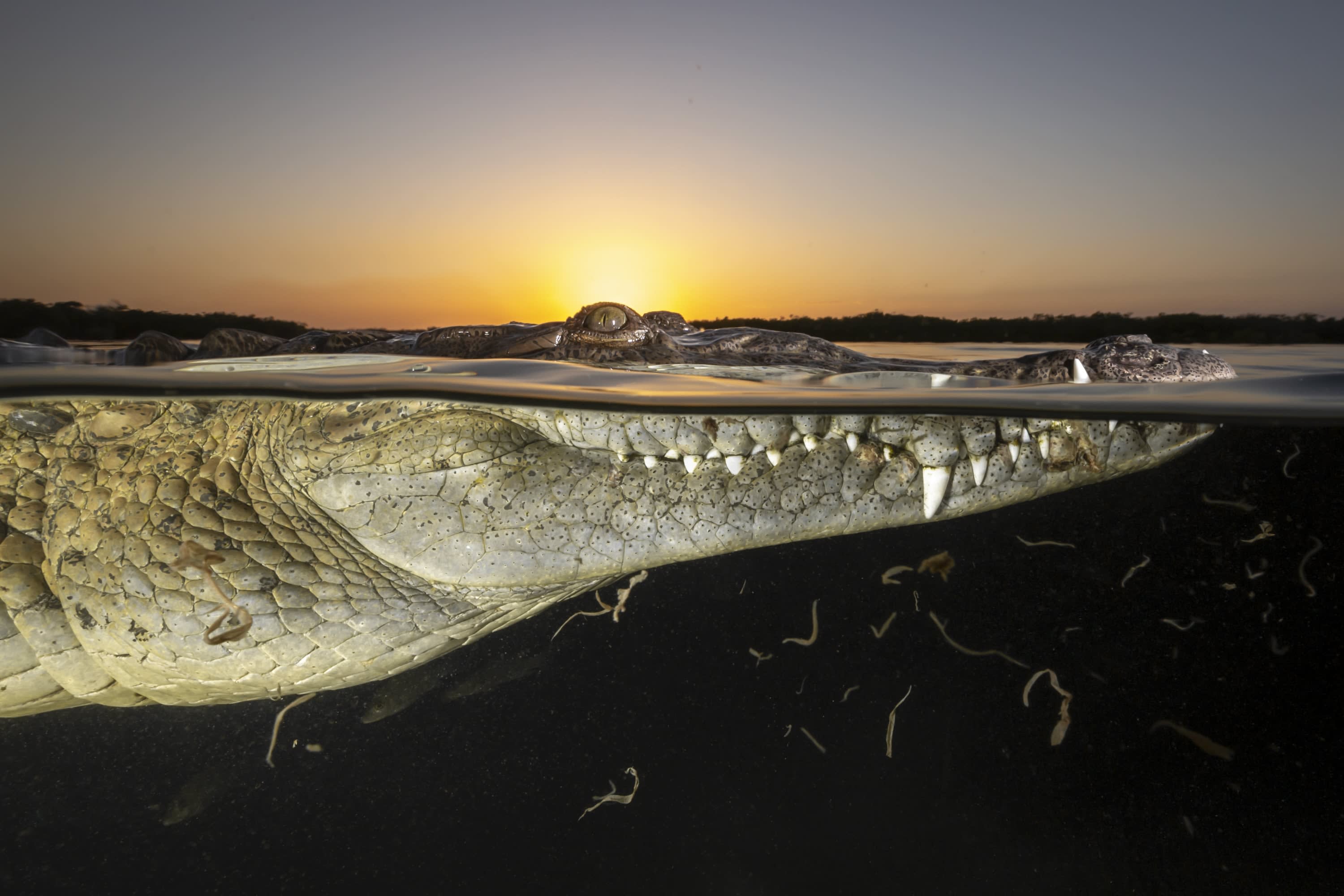 Crocodile Sunset