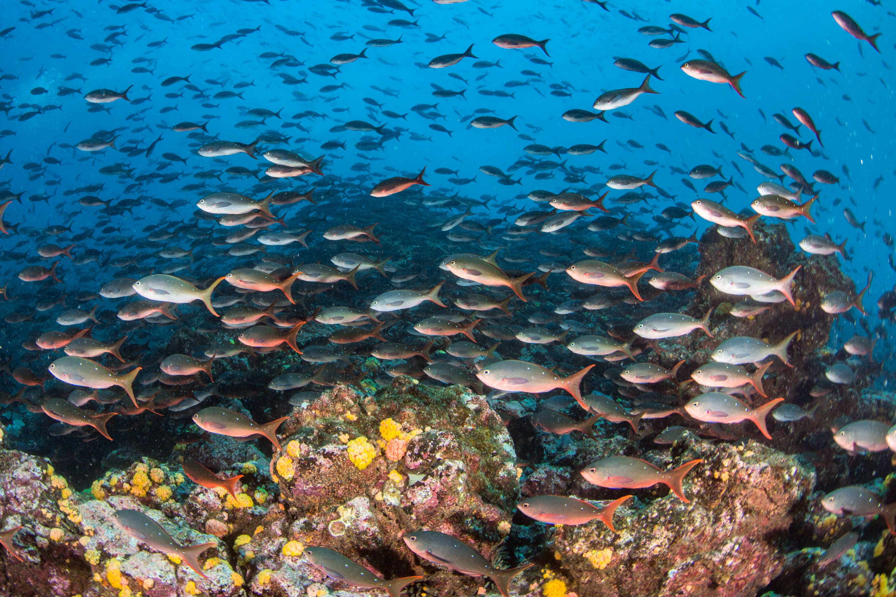 Galápagos Reef