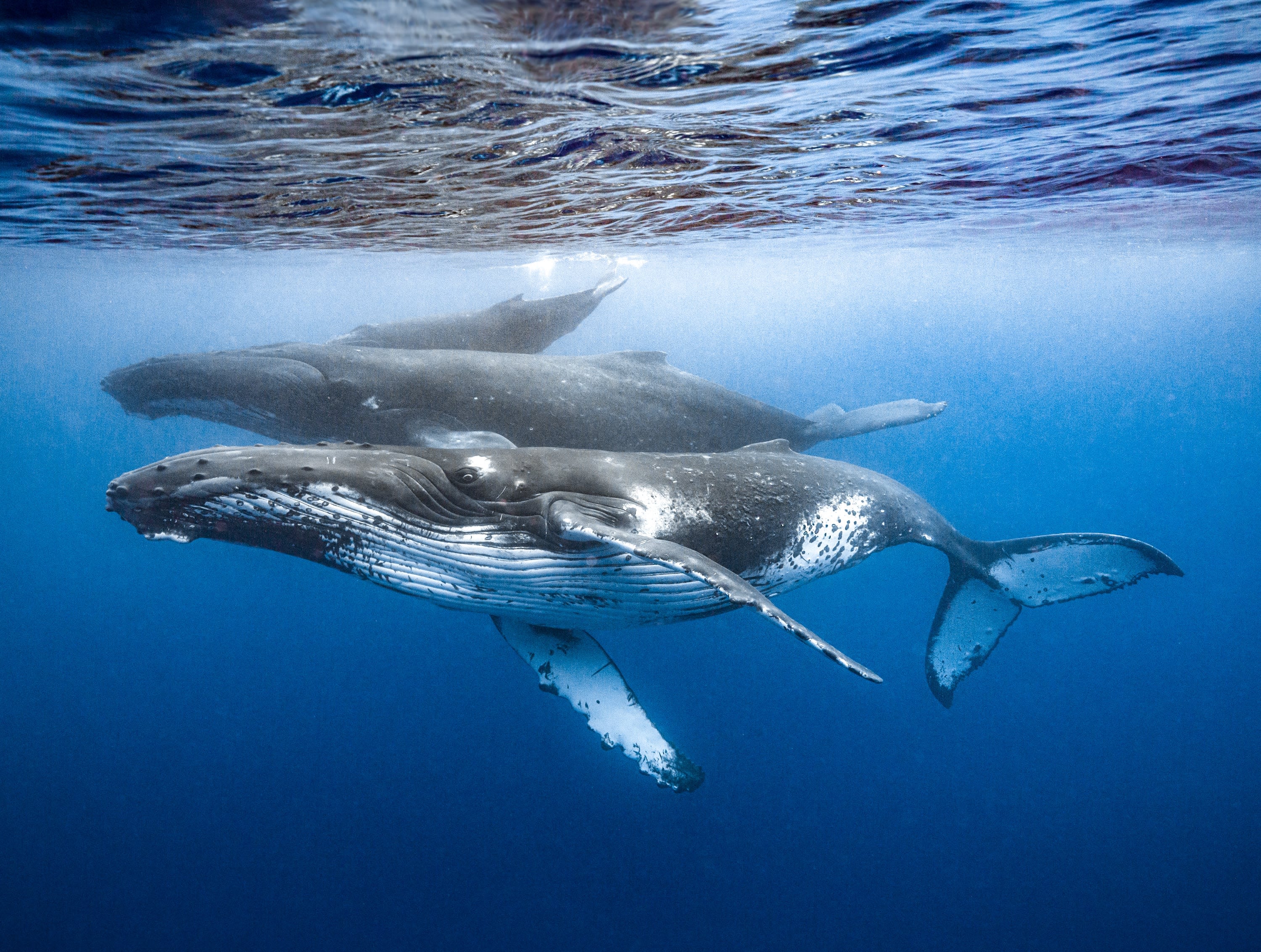 Mother, Calf and Escort