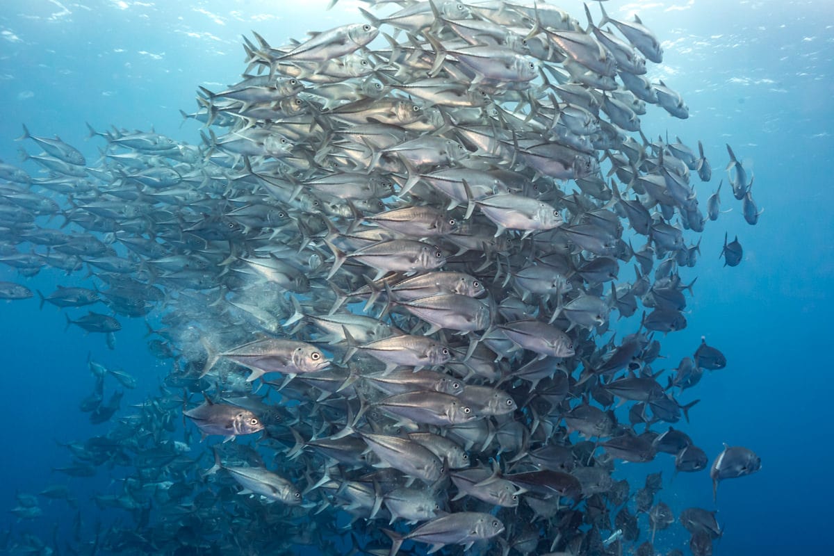 Cocos Island Jacks