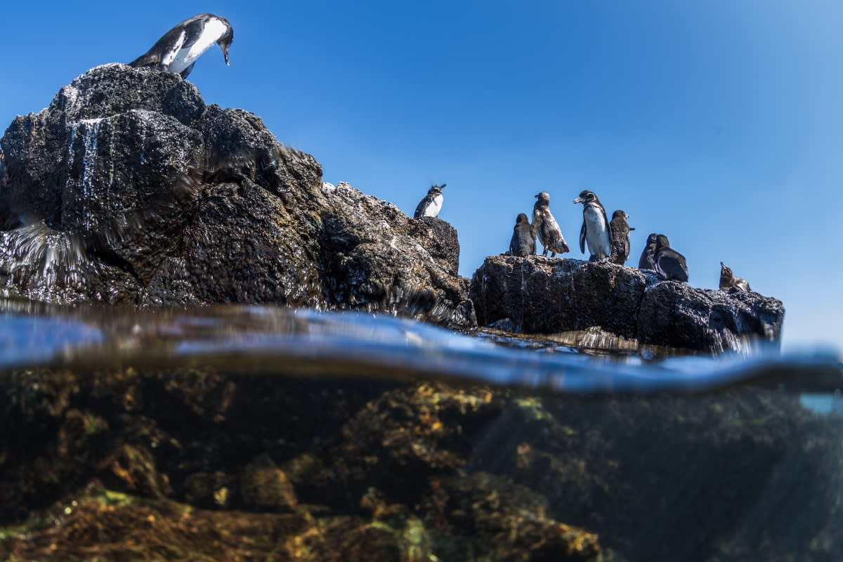 Galápagos Penguins