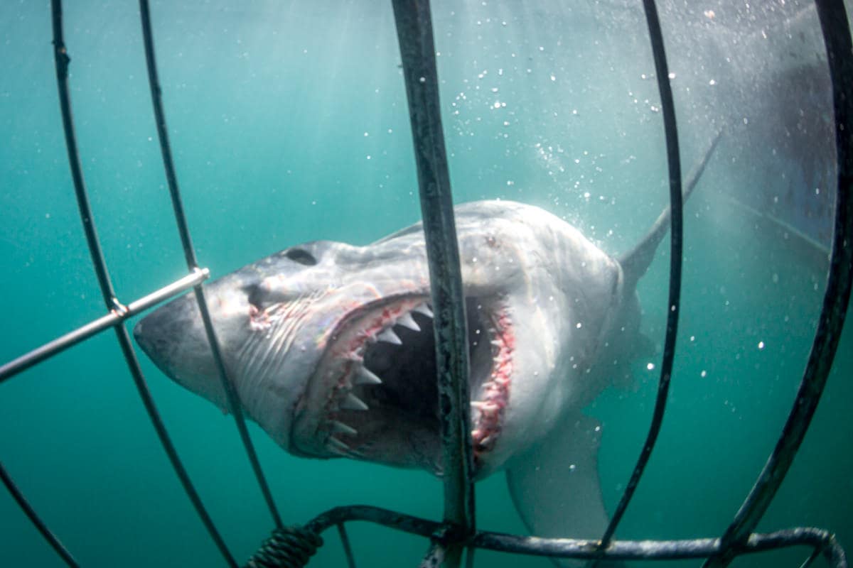 Great White Shark