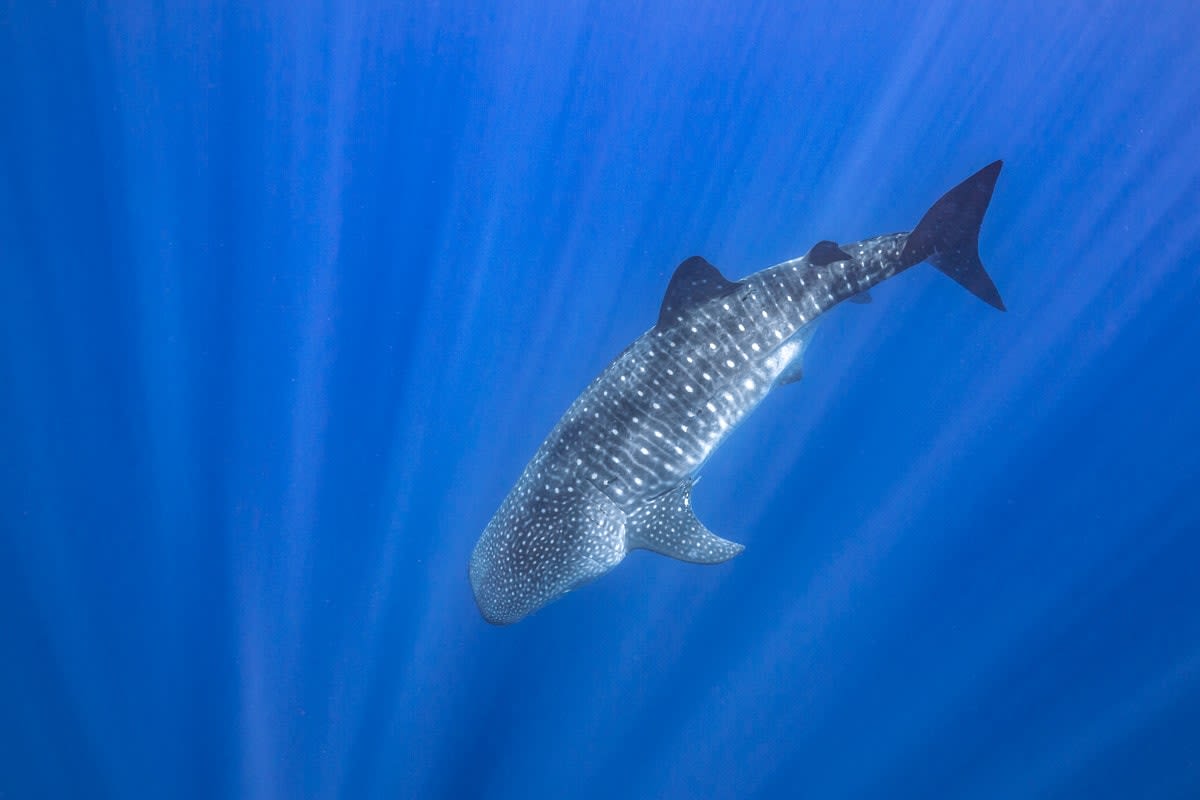 Whale Shark