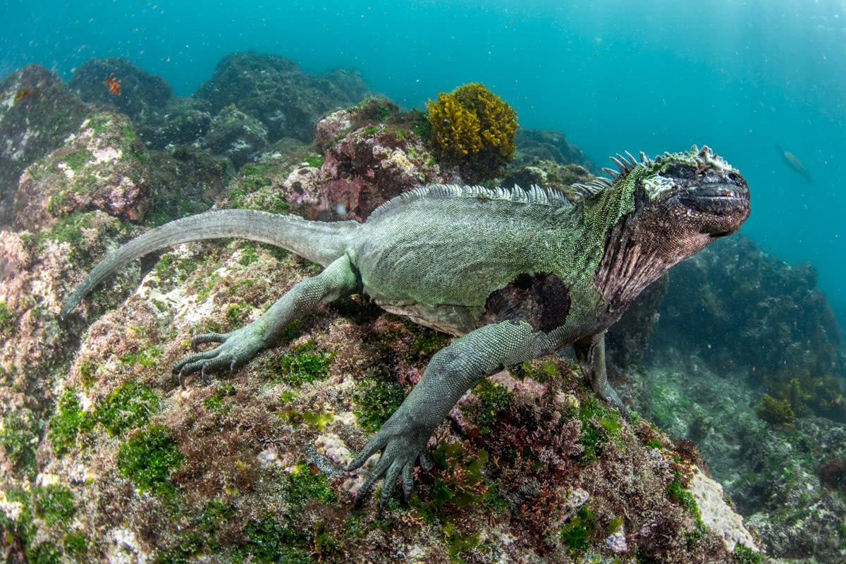 Marine Iguana