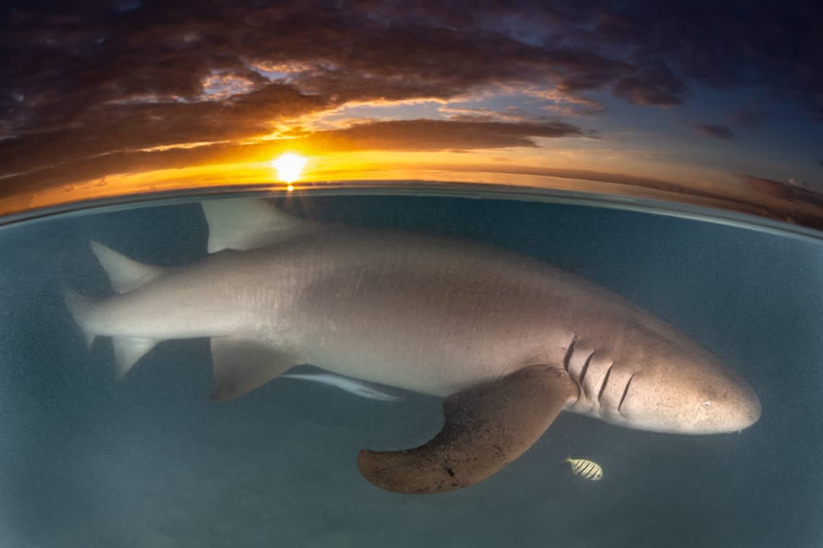 Nurse Shark Sunset