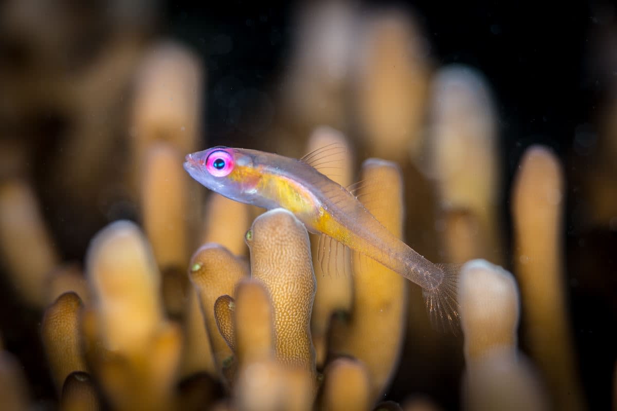 Pink-Eyed Goby