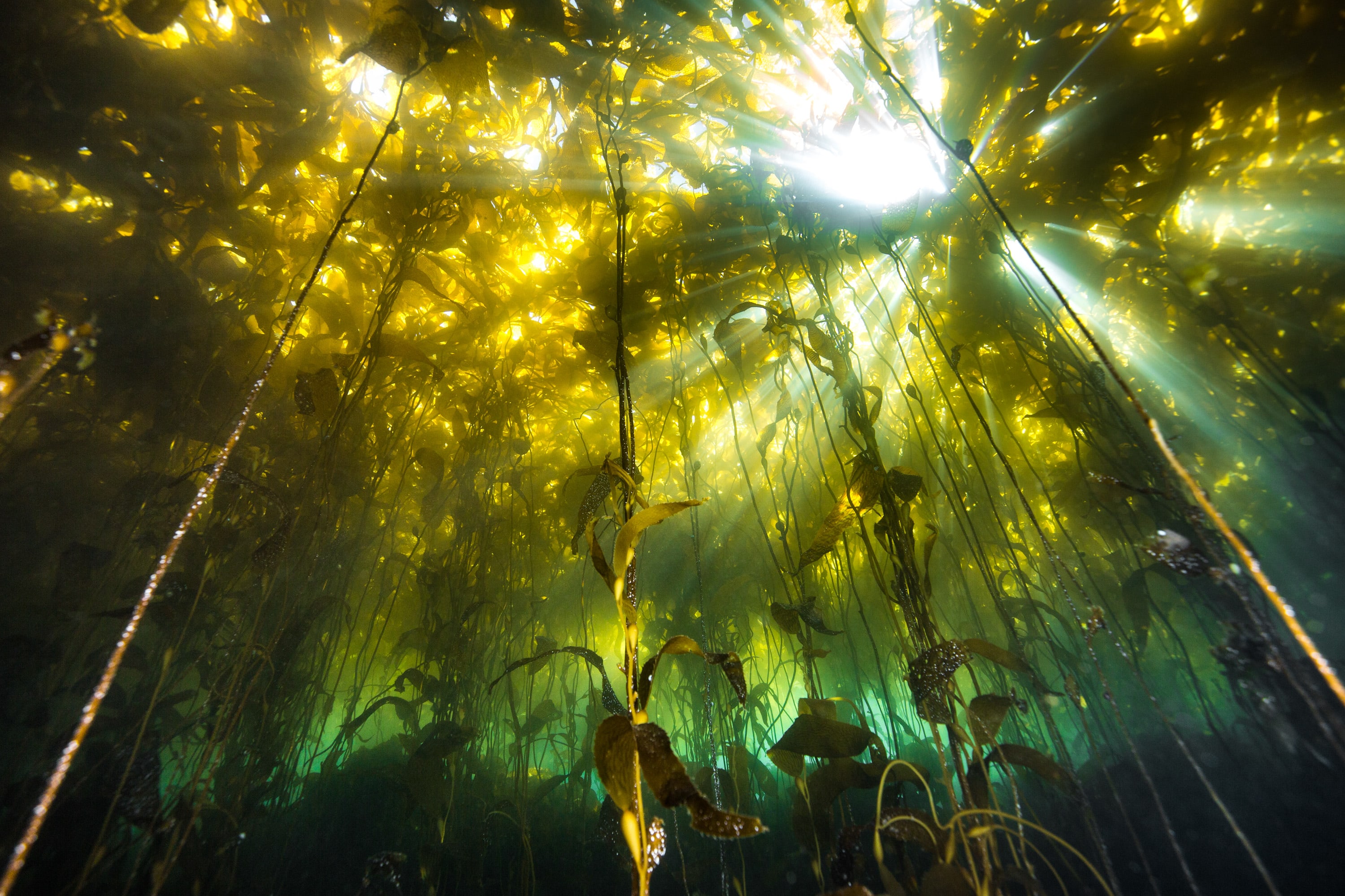 Patagonia Kelp Forest