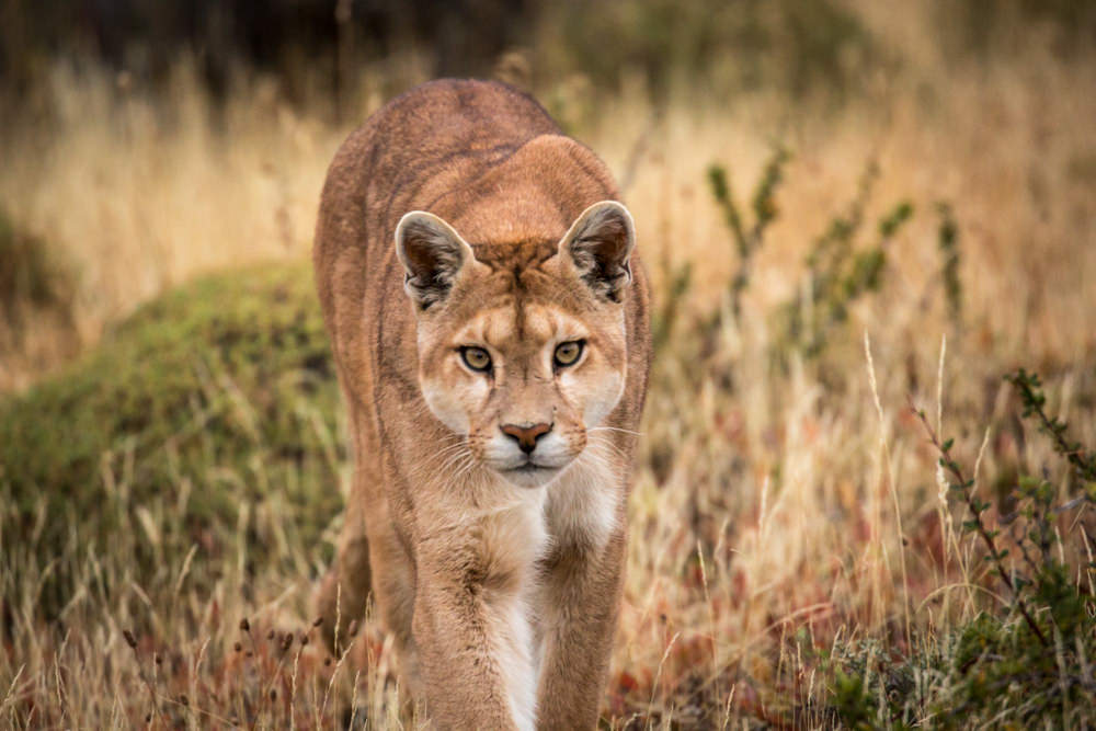 Puma Approaches