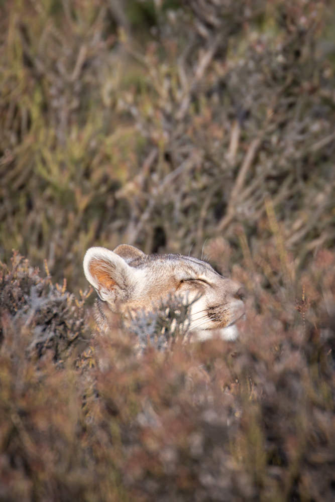 Puma Asleep in the Bush