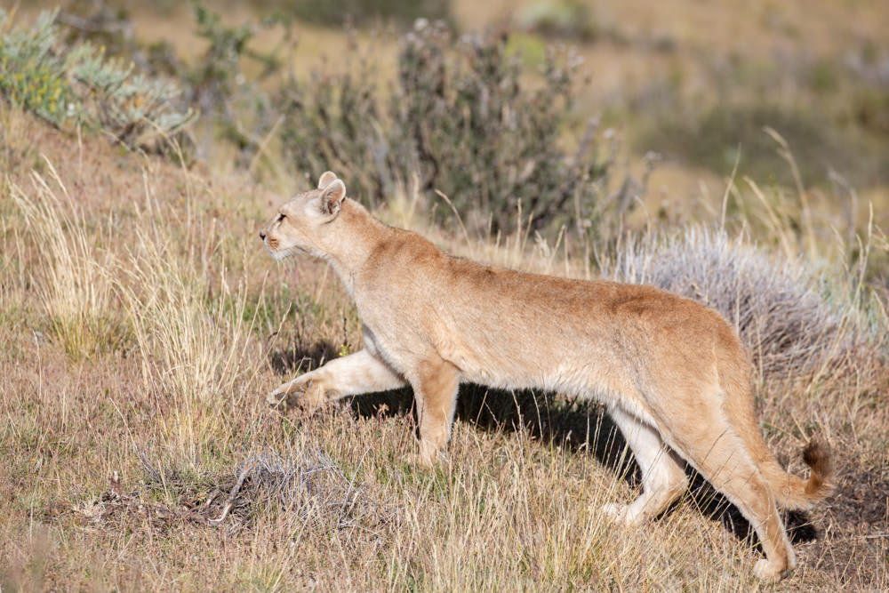 Puma Climbing