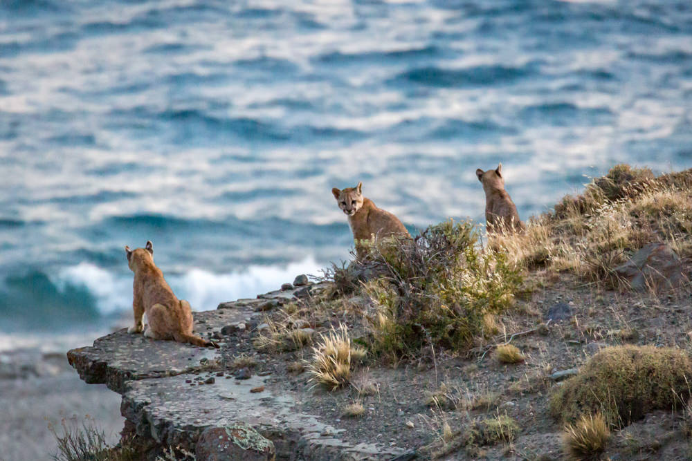 Puma Cubs Gazing