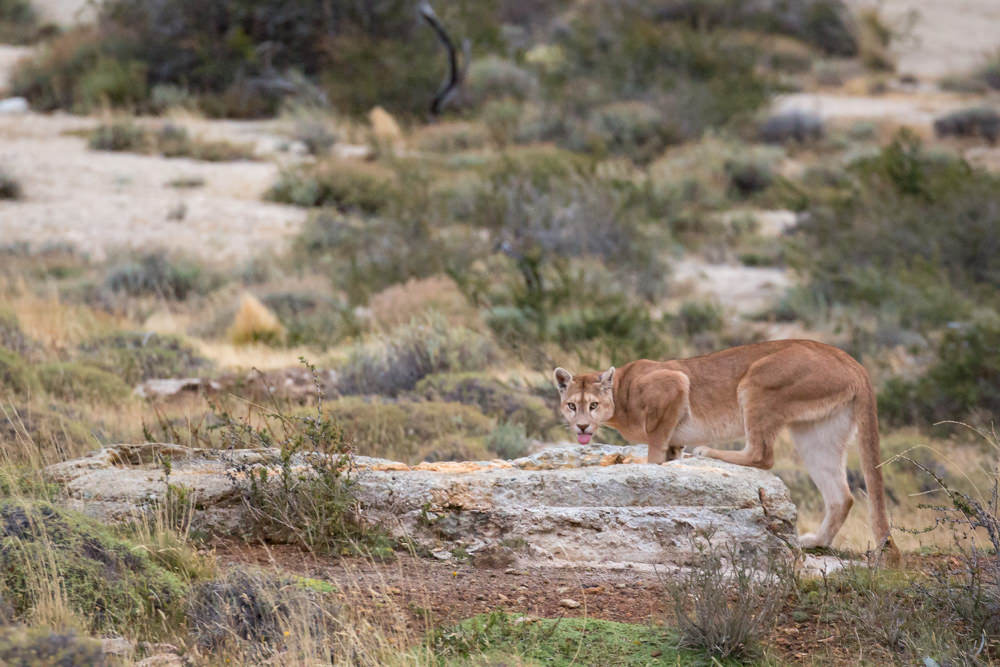 Puma Drinking
