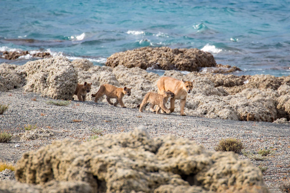 Puma Family on the Beach