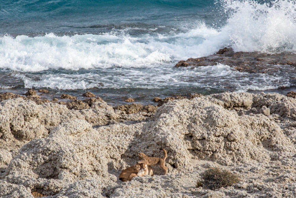 Puma Family on the Beach