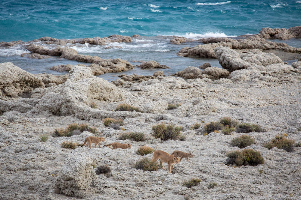Puma Family on the Beach