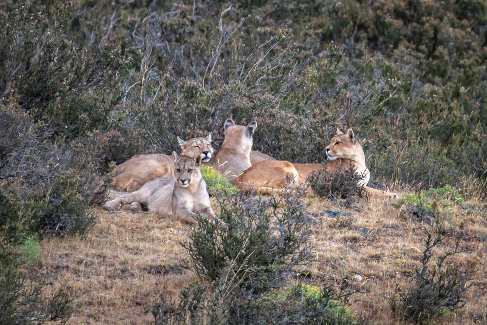 Puma Family Resting