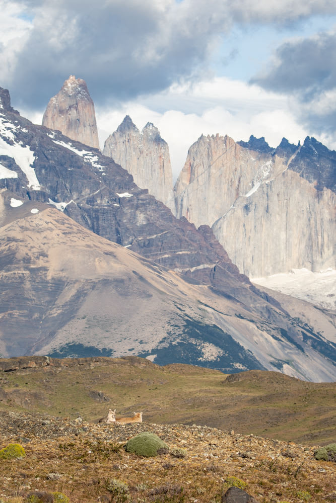 Pumas Las Torres