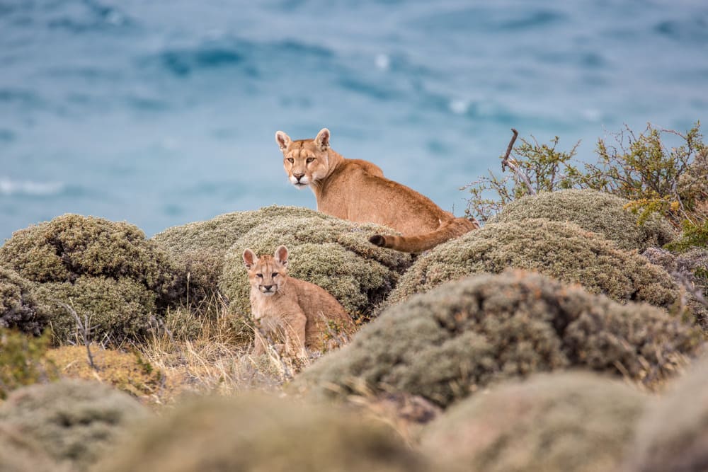 Puma Mother & Cub