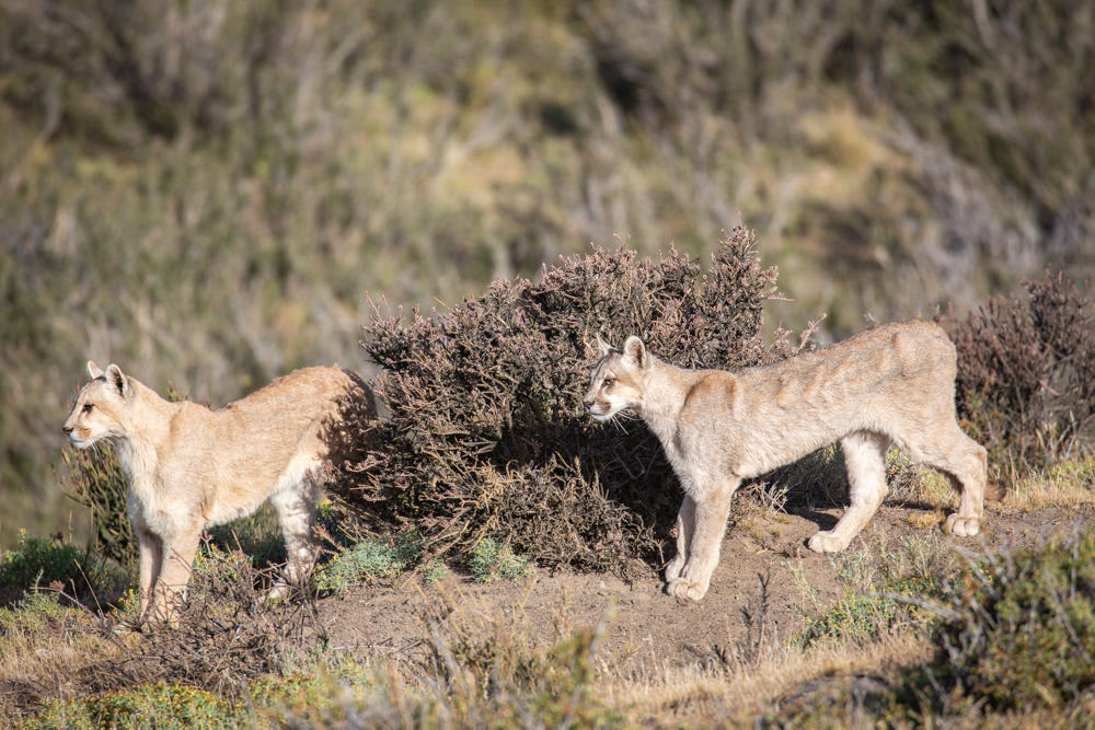 Puma Siblings