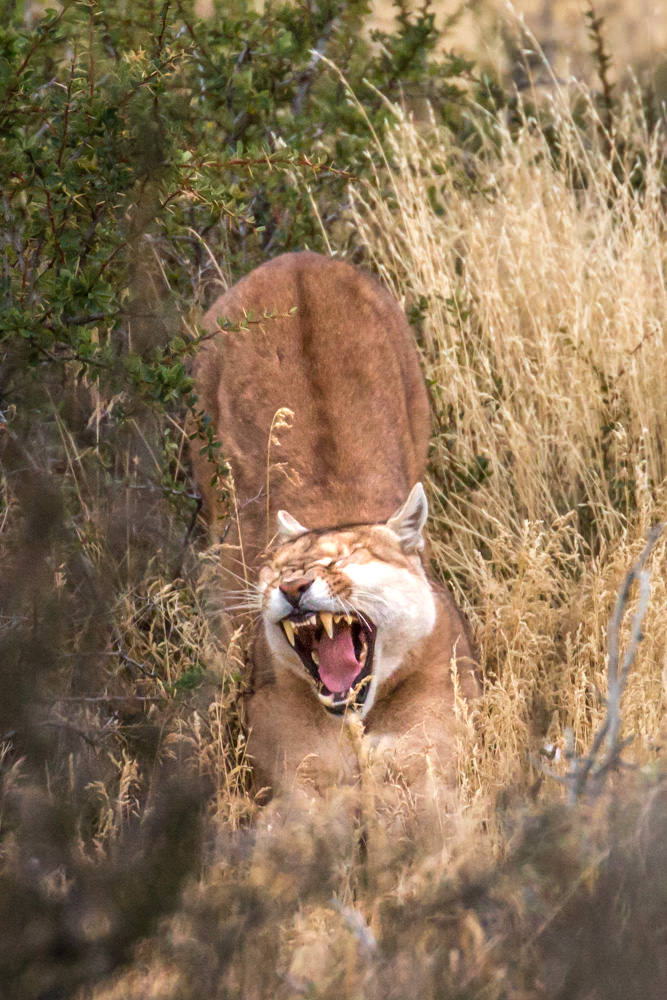 Puma Stretching