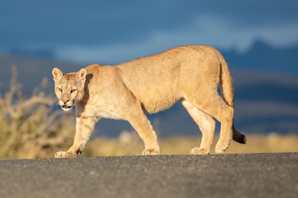 Puma Crossing the Road