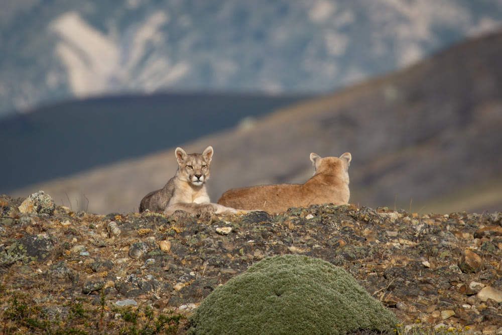 Pumas on a Hilltop
