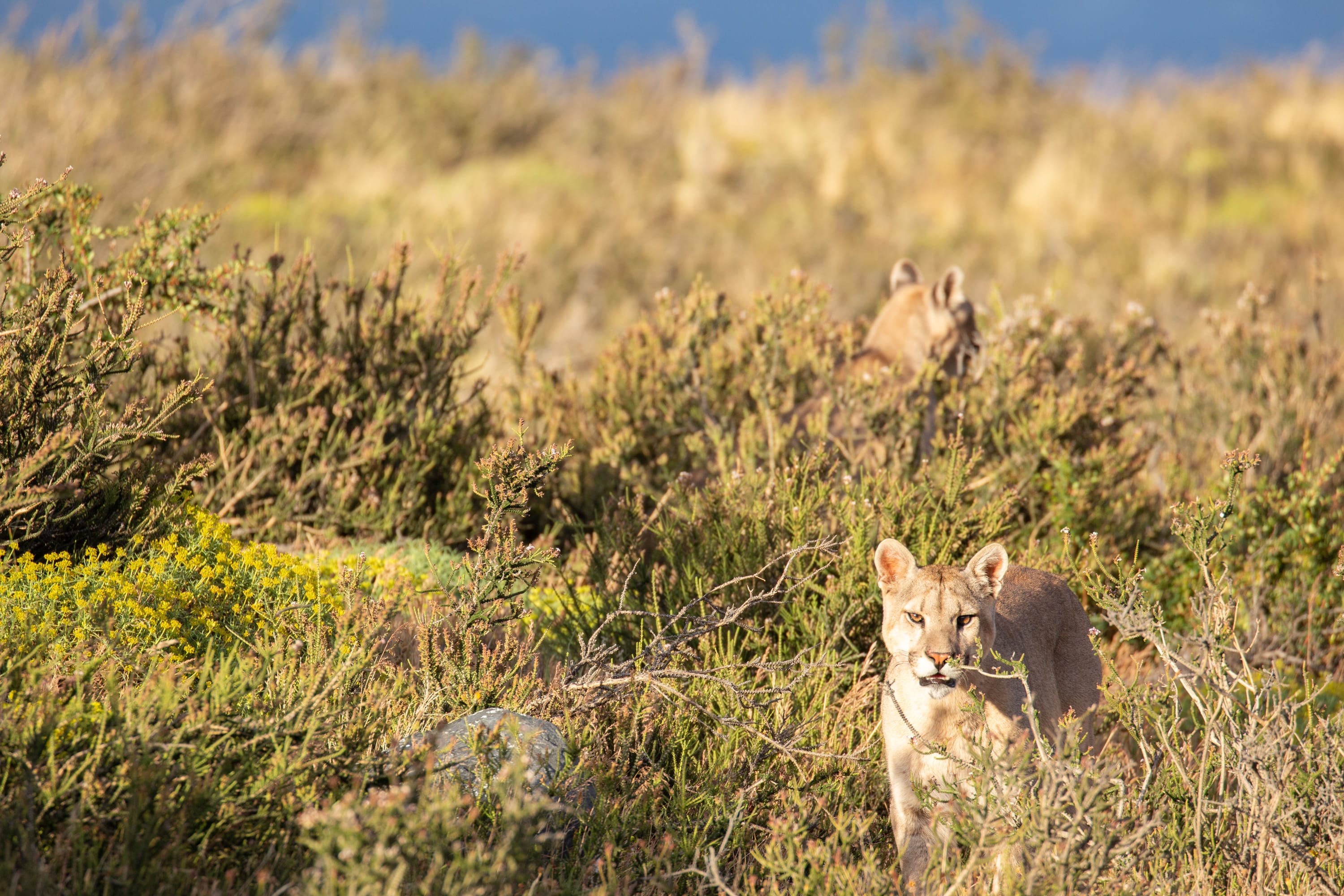 Pumas in the Bushes