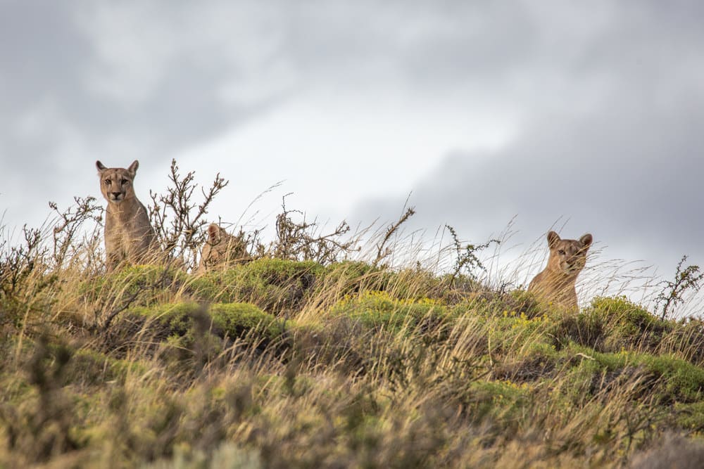 Pumas on the Horizon