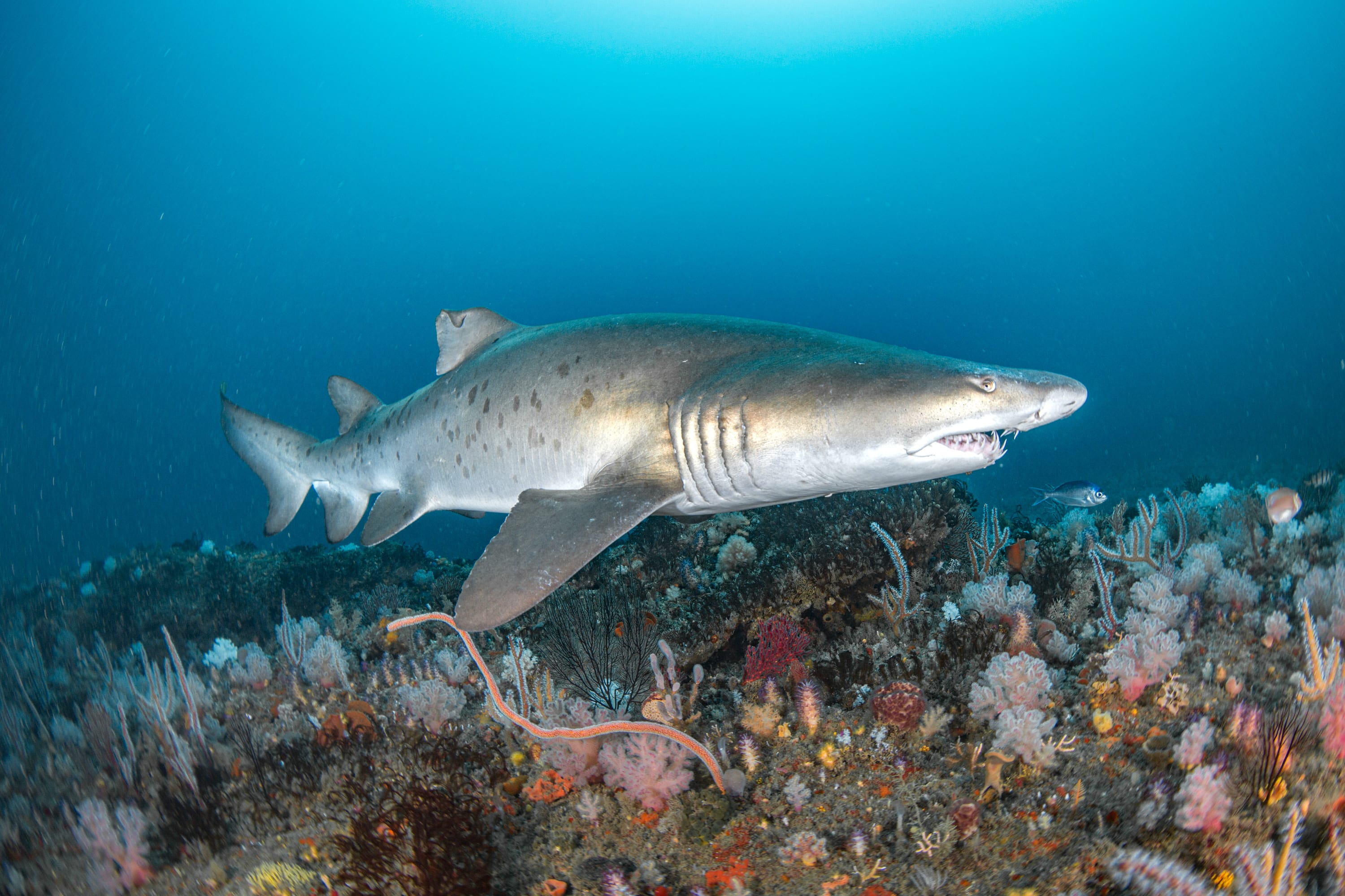 Raggedtooh Shark