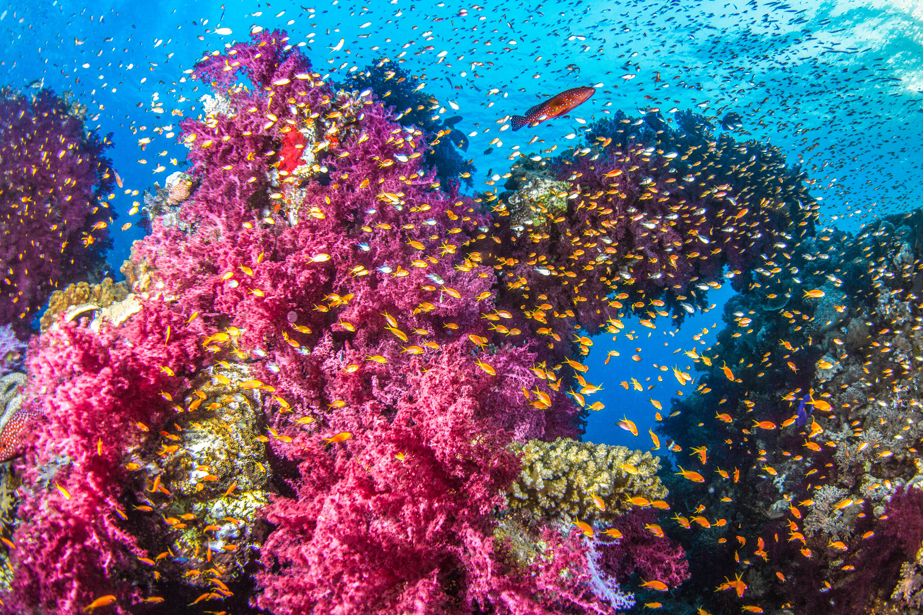 Red Sea Reef