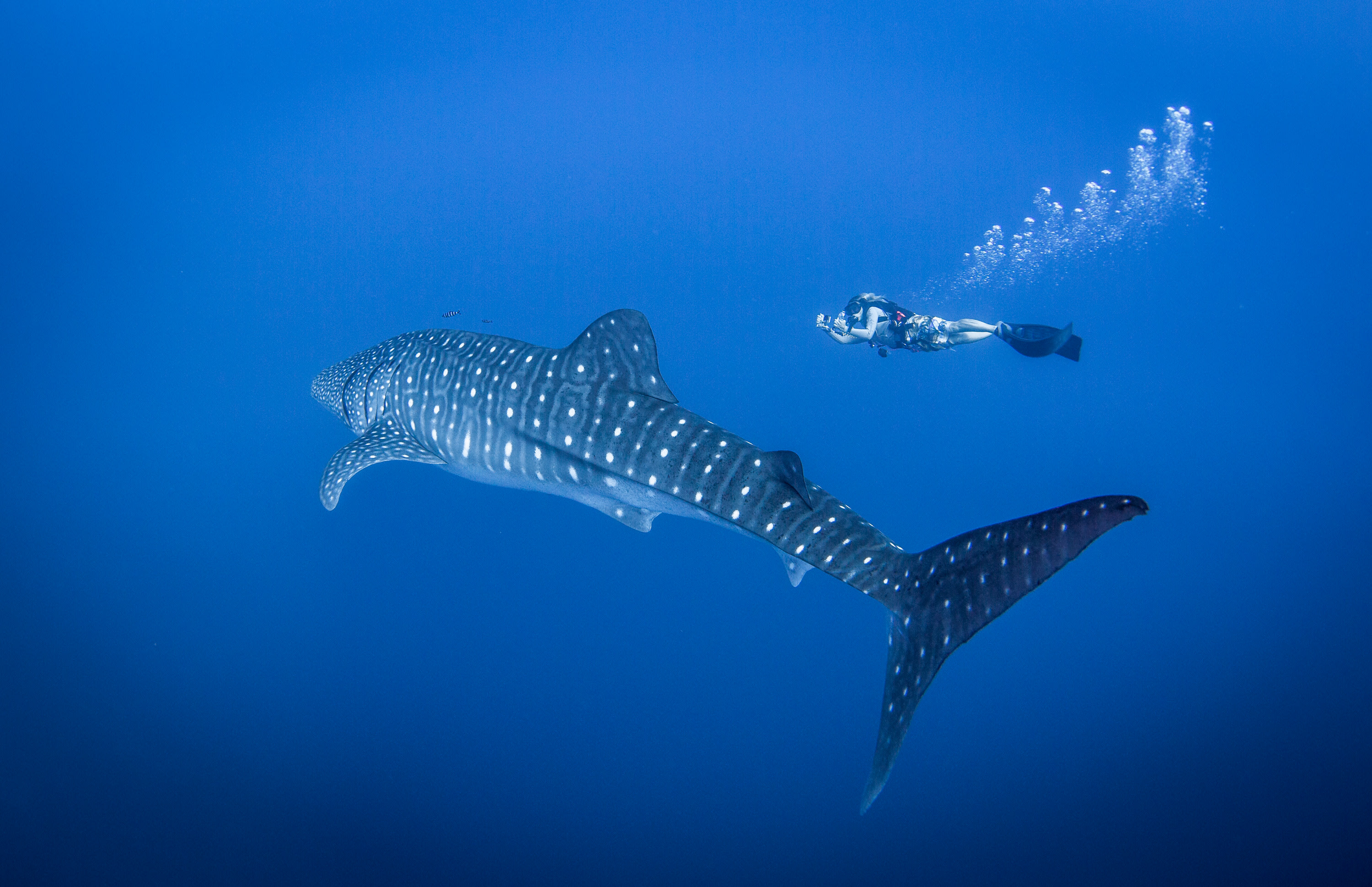 Whale Shark