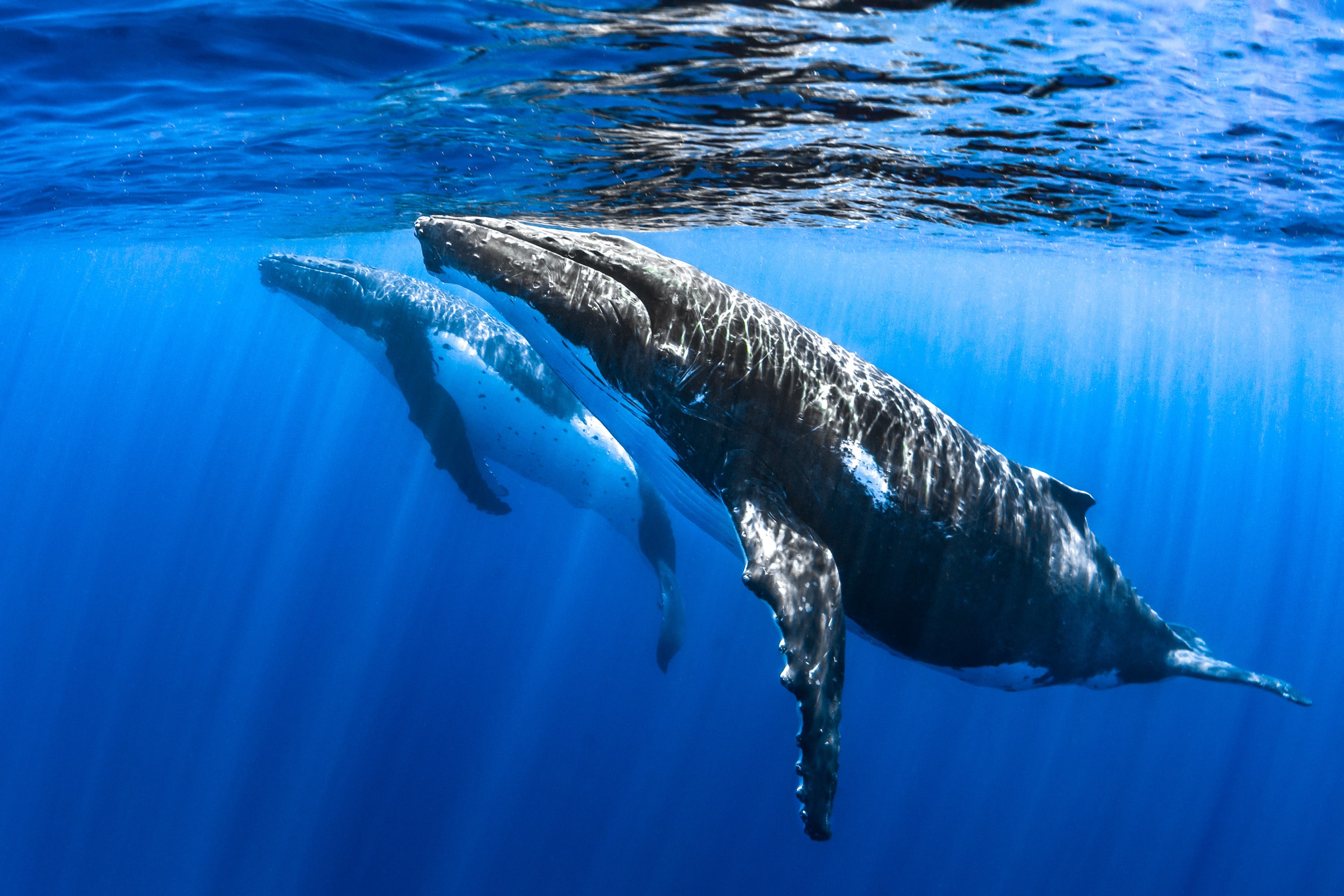 Humpbacks Surfacing