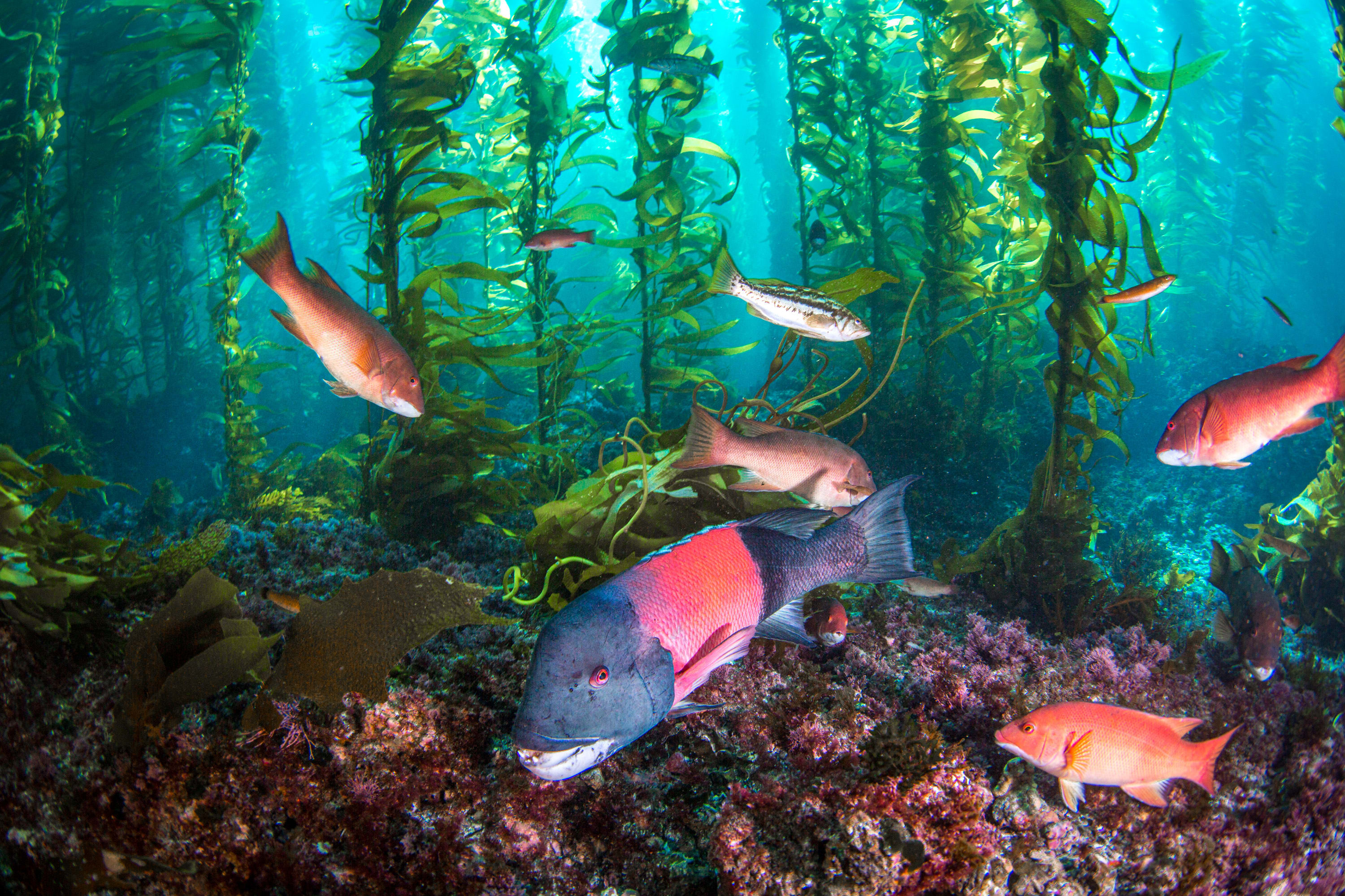 Kelp Forest