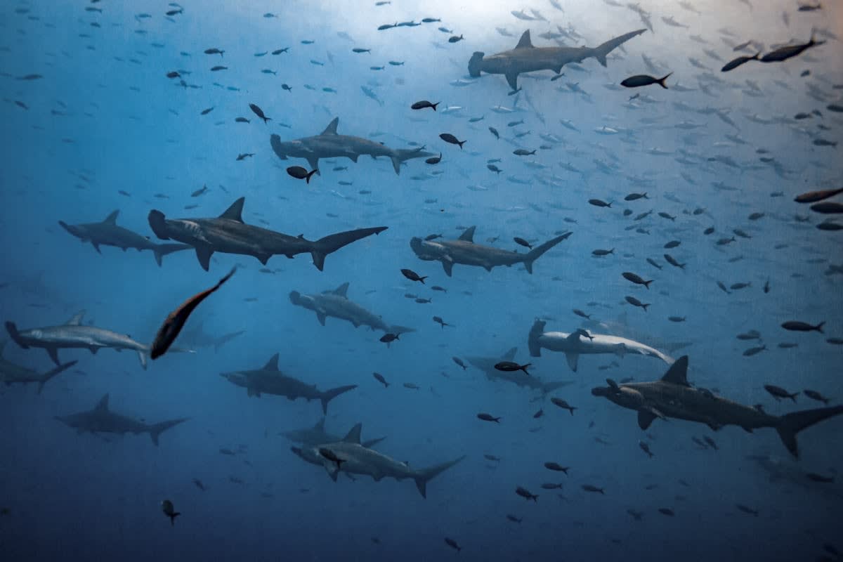 Schooling Hammerheads