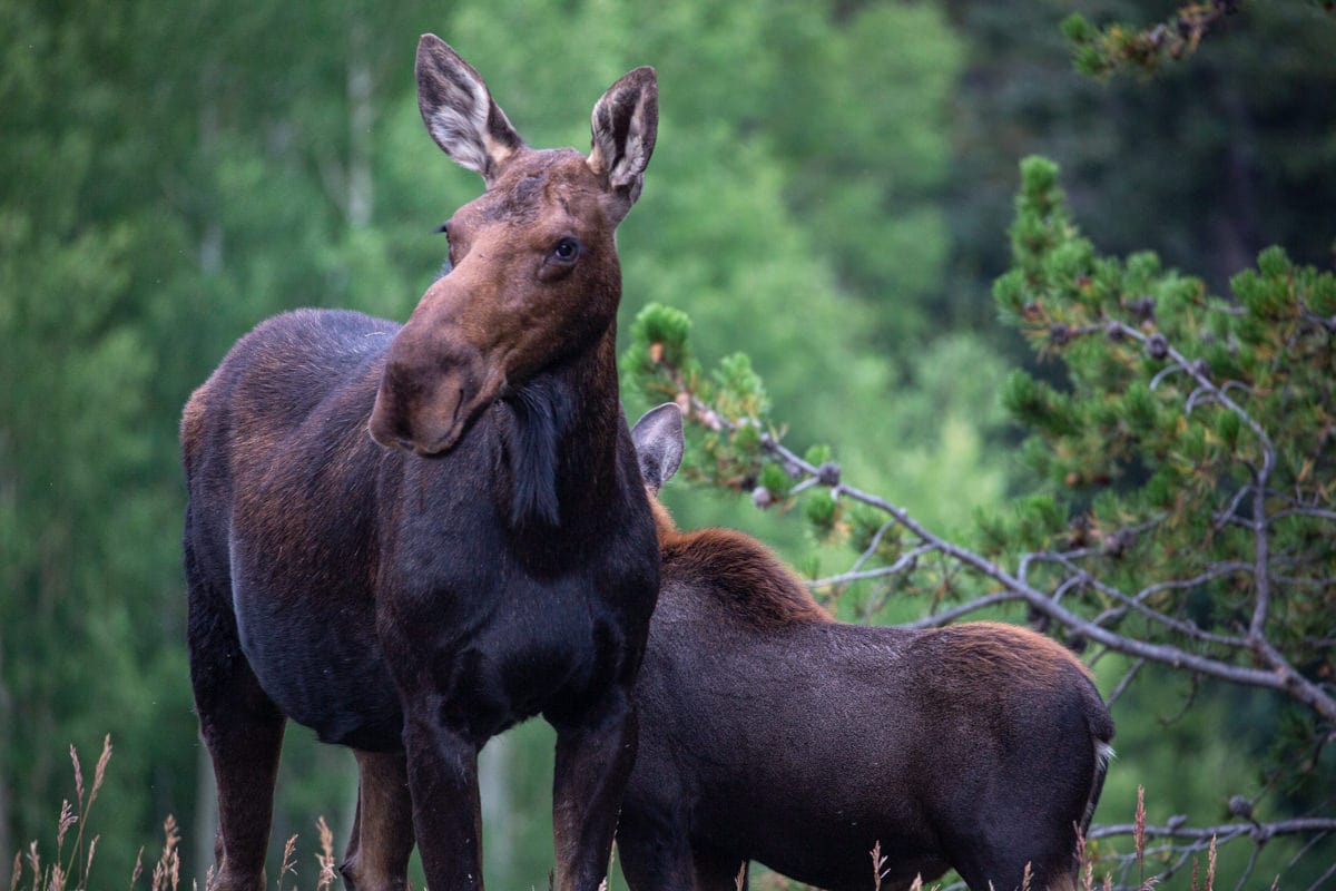Moose