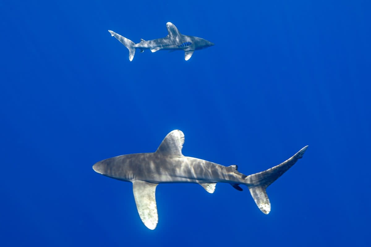 Oceanic Whitetip Sharks