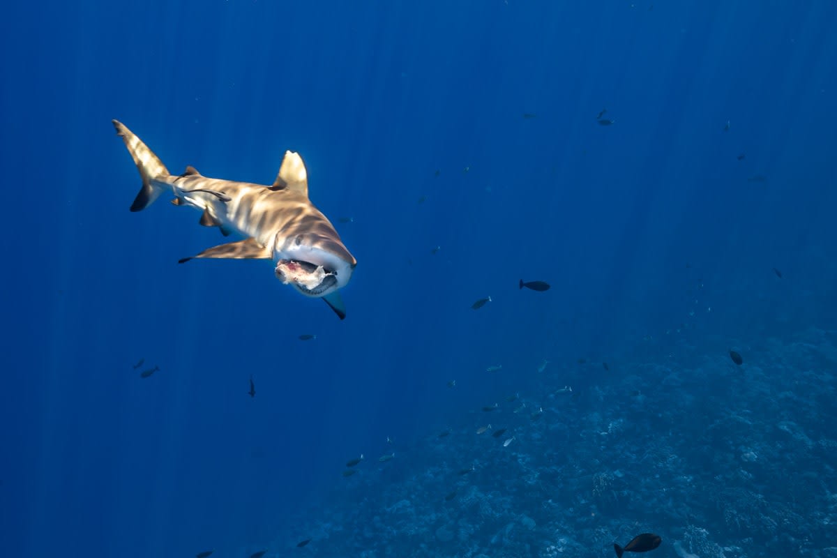 Blacktip Shark