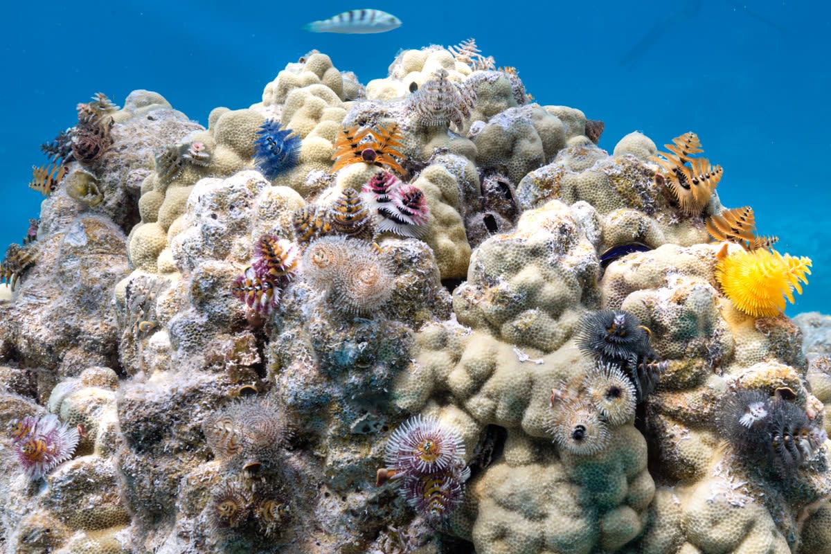 Christmas Tree Worms