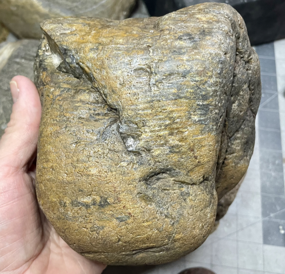 Petrified wood?? Rock Tumbling Hobby