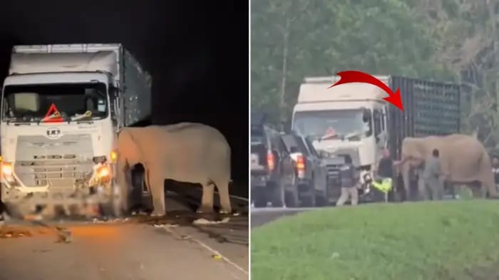Grieving Mother Elephant Weeps All Night Beside Calf Crushed by Truck in Malaysia