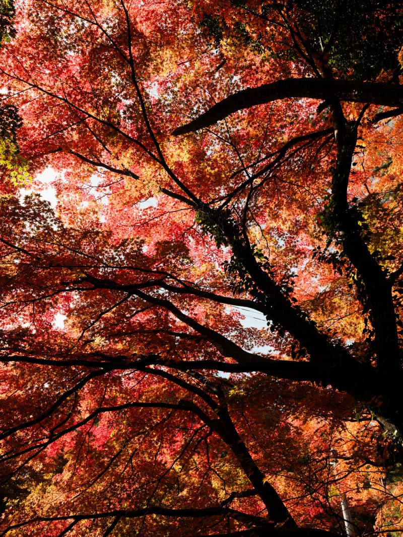 Mount Fuji & Hakone — Japan travel photography — 14