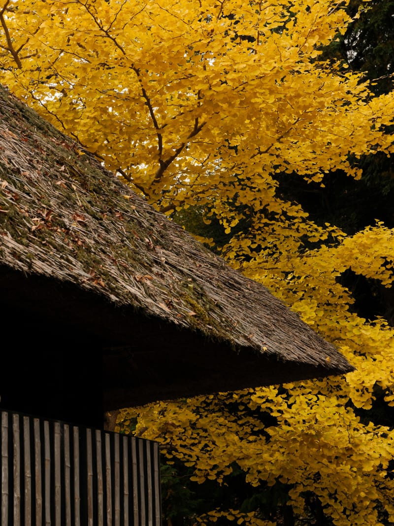 Mount Fuji & Hakone — Japan travel photography — 19