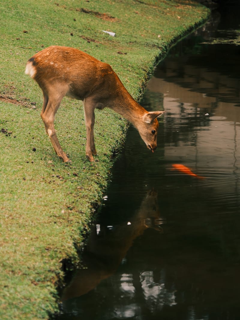 Osaka & Nara — Japan travel photography — 17