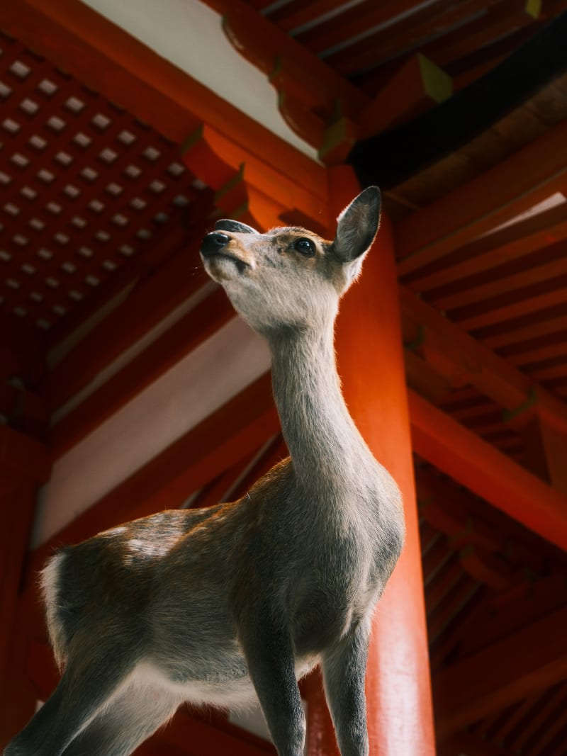 Osaka & Nara — Japan travel photography — 19