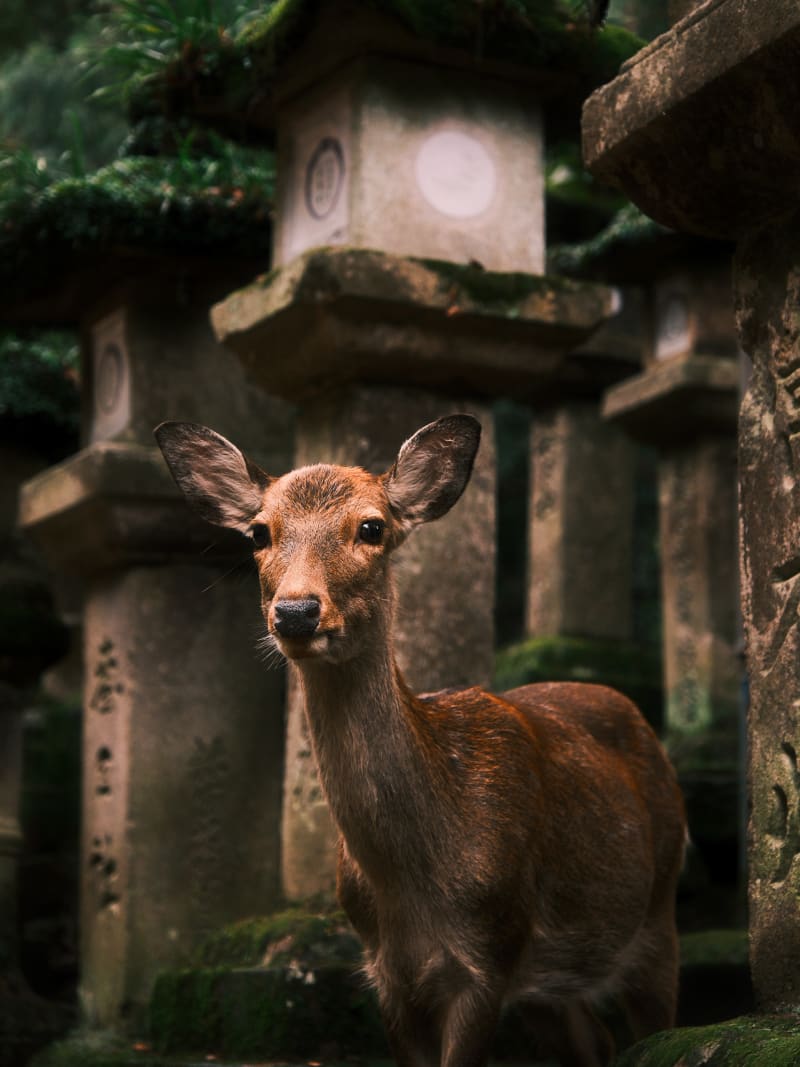 Osaka & Nara — Japan travel photography — 20