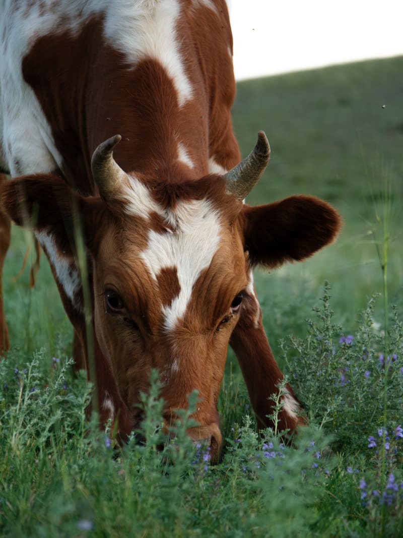 Mongolia travel photography — 20