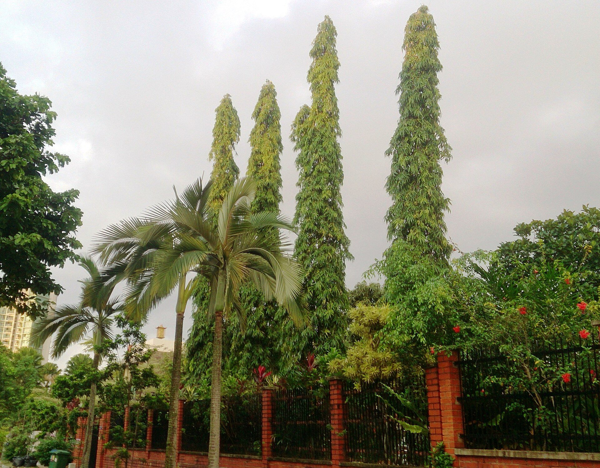 Ashoka (Mast Tree): How to Grow Monoon longifolium in Jaipur