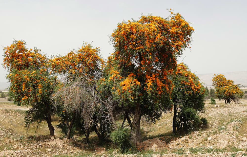 Rohida Tree (Tecomella undulata): Rajasthan's State Flower and How to Grow It in Jaipur