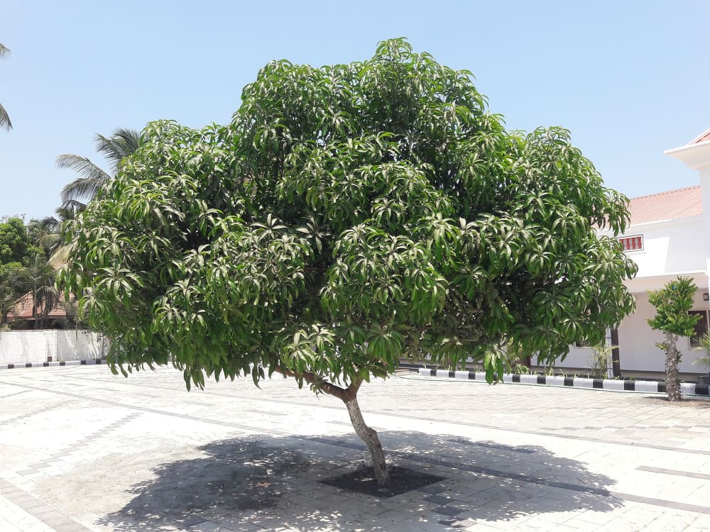 Mango (Aam) Tree (Mangifera indica): Where It Grows in India and How to Plant It
