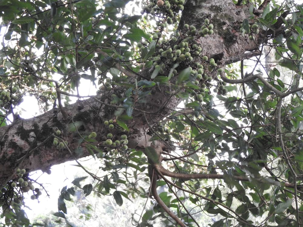 Gular Tree (Ficus racemosa): Where It Grows in India and How to Plant It